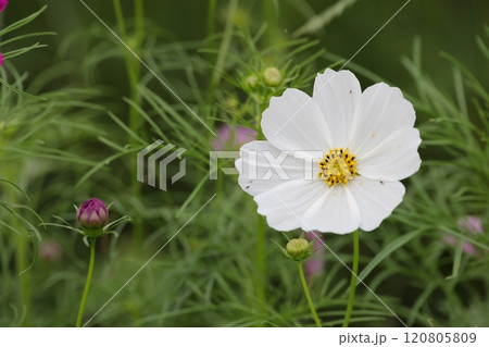クローズアップ撮影した白色のコスモスの花 クローズアップ撮影した白色のコスモスの花 120805809