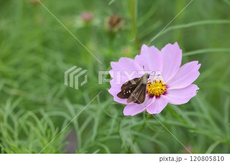 クローズアップ撮影した桃色のコスモスの花 クローズアップ撮影した桃色のコスモスの花 120805810