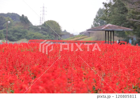 花壇を真っ赤に染めるサルビアの花 花壇を真っ赤に染めるサルビアの花 120805811