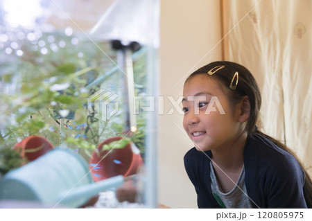 熱帯魚を眺める小学生女の子 120805975