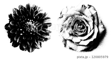 Abstract floral set featuring rose, daisy, and chamomile illustrations. Hand drawn ink sketches with grunge spray and noise effects. Black and white graphic Abstract floral set featuring rose, daisy, and chamomile illustrations. Hand drawn ink sketches with grunge spray and noise effects. Black and white graphic 120805979
