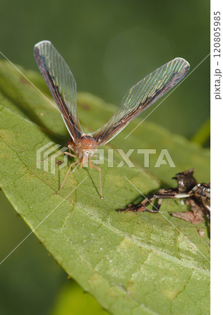 マエグロハネナガウンカ 120805985