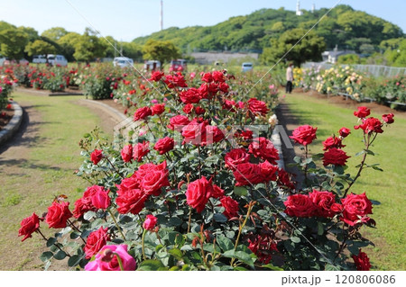 荒尾市 おもやい市民花壇 バラの花、 荒尾市 おもやい市民花壇 バラの花、 120806086