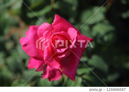 荒尾市 おもやい市民花壇 バラの花、 荒尾市 おもやい市民花壇 バラの花、 120806087