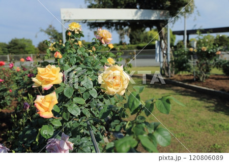 荒尾市 おもやい市民花壇 バラの花、 荒尾市 おもやい市民花壇 バラの花、 120806089