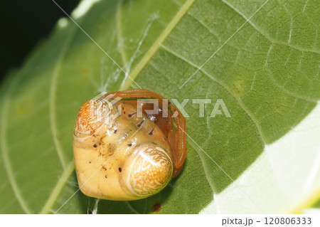 オオトリノフンダマシ(メス) オオトリノフンダマシ(メス) 120806333