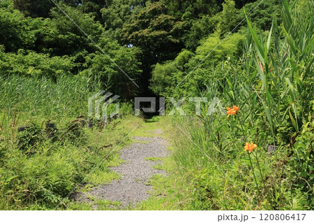 群馬県館林市の茂林寺沼の葦原の風景 群馬県館林市の茂林寺沼の葦原の風景 120806417