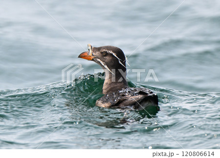 北海道根室半島沖の太平洋に浮かぶウトウ 120806614