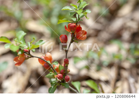 クサボケ 120806644