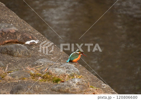 カワセミ 120806680