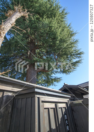 内蔵のある町の巨木 秋田県横手市増田 内蔵のある町の巨木 秋田県横手市増田 120807327