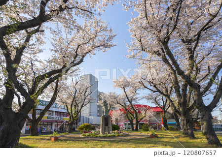 桜ヶ丘駅西口ロータリー 桜ヶ丘駅西口ロータリー 120807657
