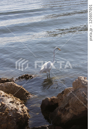 Great Egret Wading in Water off St Pete Beach Florida 120807801