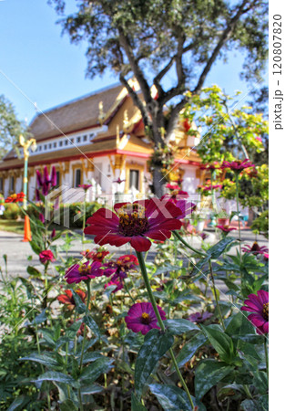 Thai Buddhist Temple Located in Tampa Florida 120807820