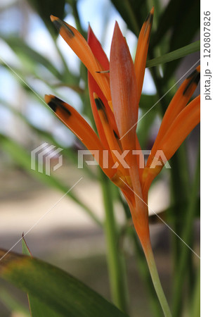 Close up of Orange Flower on Grounds of Thai Temple in Tampa Florida Close up of Orange Flower on Grounds of Thai Temple in Tampa Florida 120807826