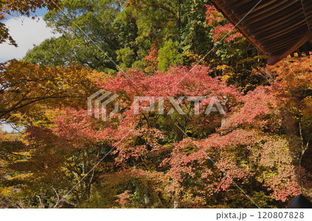 秋色に彩る播州清水寺 秋色に彩る播州清水寺 120807828