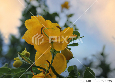 Cassia leptophylla Flowers Growing in Orlando Florida 120807869