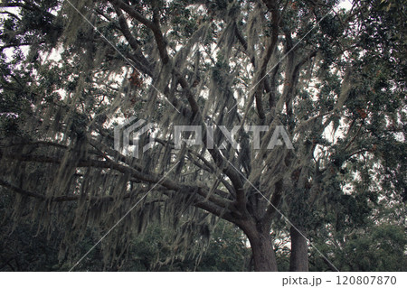 Spanish moss Tillandsia usneoides hanging from tree branch in Orlando Florida 120807870
