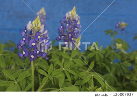 Close up of Texas Bluebonnet Flowers With Blue Brick Wall in Background 120807937