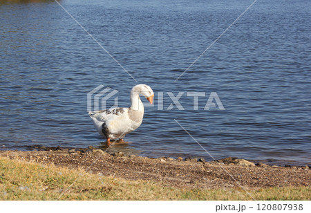 Wild Goose Near Lake Tyler Marina in Rural East Texas 120807938