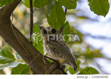 indian scops owl or Otus bakkamoena keoladeo national park bharatpur bird sanctuary rajasthan india bird closeup with eye contact perched or roosting on natural green tree during winter season safari 120808090