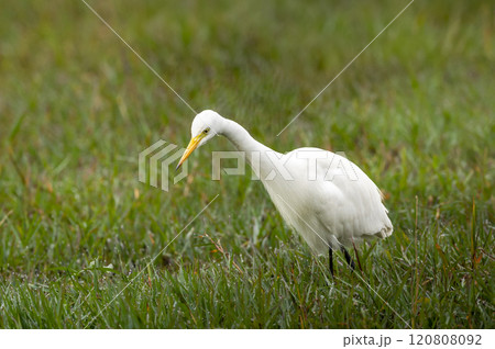 great egret or ardea alba closeup at keoladeo national park forest bird sanctuary bharatpur rajasthan india in natural green background shallow water wetland in isolated in peak winter season safari great egret or ardea alba closeup at keoladeo national park forest bird sanctuary bharatpur rajasthan india in natural green background shallow water wetland in isolated in peak winter season safari 120808092