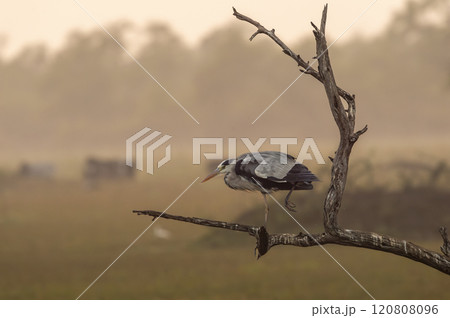 grey heron or Ardea cinerea walking on perch in safari during cold winter season sunset light at keoladeo national park or bharatpur bird sanctuary rajasthan india asia 120808096