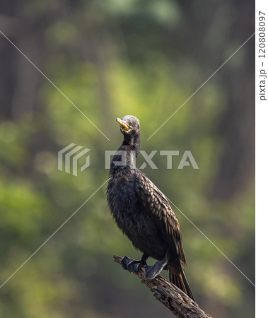 wild indian cormorant or Indian shag or Phalacrocorax fuscicollis at keoladeo national park bharatpur sanctuary rajasthan india Non breeding bird portrait with blue iris in natural green background 120808097