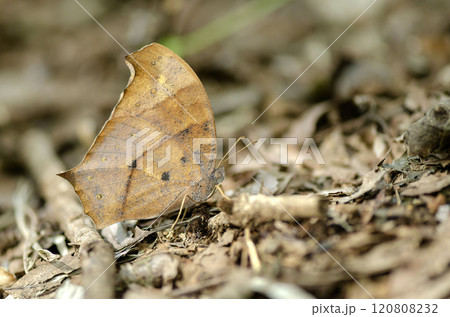 クロコノマチョウ 120808232