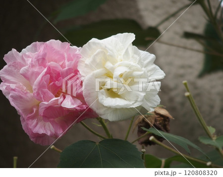 ピンクと白の花 ピンクと白の花 120808320