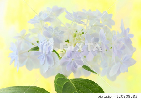 万華鏡 淡い水色の花 アジサイ ハイドランジア 明るい背景 万華鏡 淡い水色の花 アジサイ ハイドランジア 明るい背景 120808383