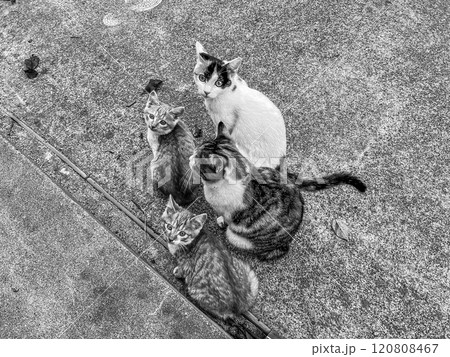 注目~猫の姉弟妹~ 注目~猫の姉弟妹~ 120808467