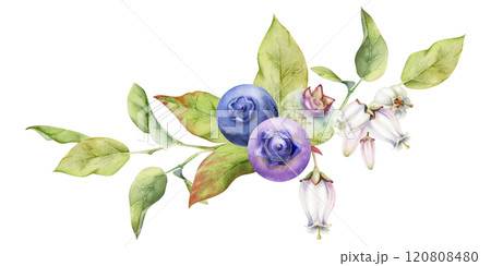 Blueberry blackberry with white pink bell flowers, hand drawn in watercolor, ripe forest berry group on branches. Isolated garland botanical illustration. Restaurant, dessert cafe menu, farmers market 120808480