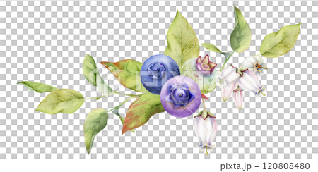 Blueberry blackberry with white pink bell flowers, hand drawn in watercolor, ripe forest berry group on branches. Isolated garland botanical illustration. Restaurant, dessert cafe menu, farmers market 120808480