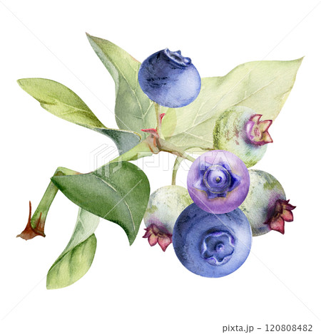 Blueberry blackberry cluster group with green leaves on branch, hand drawn in watercolor, ripe forest berry. Isolated botanical illustration, for restaurant, dessert cafe menu, wedding, farmers market 120808482