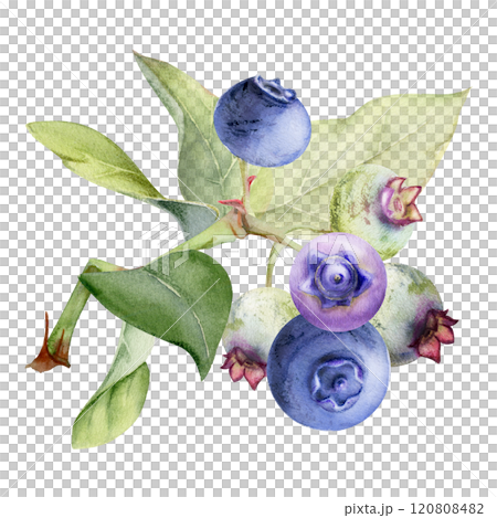 Blueberry blackberry cluster group with green leaves on branch, hand drawn in watercolor, ripe forest berry. Isolated botanical illustration, for restaurant, dessert cafe menu, wedding, farmers market Blueberry blackberry cluster group with green leaves on branch, hand drawn in watercolor, ripe forest berry. Isolated botanical illustration, for restaurant, dessert cafe menu, wedding, farmers market 120808482
