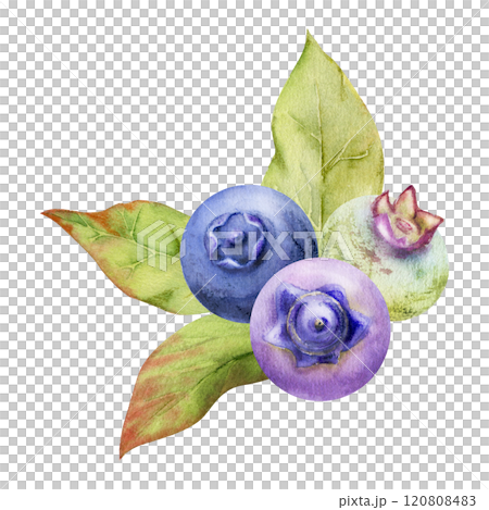 Blueberry blackberry bunch with green leaves, hand drawn in watercolor, ripe forest purple berry. Isolated botanical illustration garland, for restaurant, dessert cafe menu, wedding, farmers market Blueberry blackberry bunch with green leaves, hand drawn in watercolor, ripe forest purple berry. Isolated botanical illustration garland, for restaurant, dessert cafe menu, wedding, farmers market 120808483