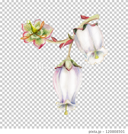 Blueberry white bell flower, bud on branch, hand drawn in watercolor, inflorescence wildflower botanical illustration. Isolated buttonhole composition. Scrapbooking, wedding, florist shop, decoupage Blueberry white bell flower, bud on branch, hand drawn in watercolor, inflorescence wildflower botanical illustration. Isolated buttonhole composition. Scrapbooking, wedding, florist shop, decoupage 120808501
