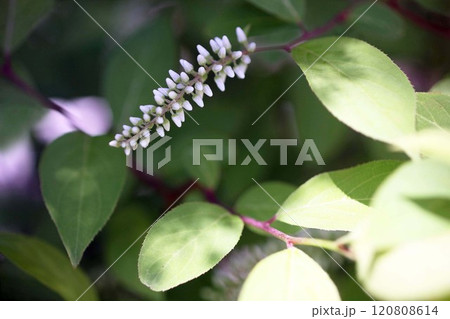 咲き始めたコバノズイナ 120808614