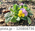 パンジー黄色薄紫 120808736