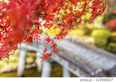 晩秋の日本庭園 紅葉 晩秋の日本庭園 紅葉 120808827