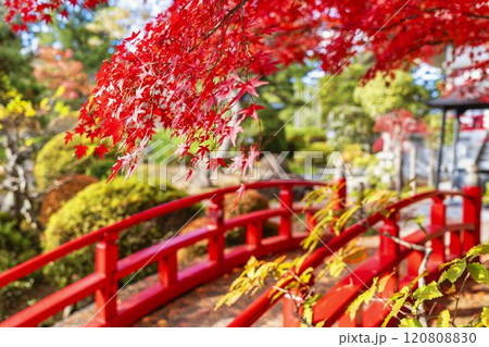 晩秋の日本庭園 紅葉 晩秋の日本庭園 紅葉 120808830