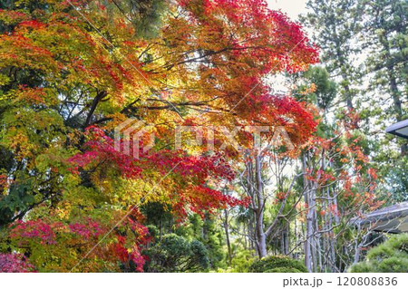 晩秋の日本庭園　紅葉 120808836
