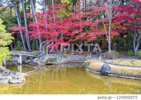 晩秋の日本庭園　紅葉 120808855