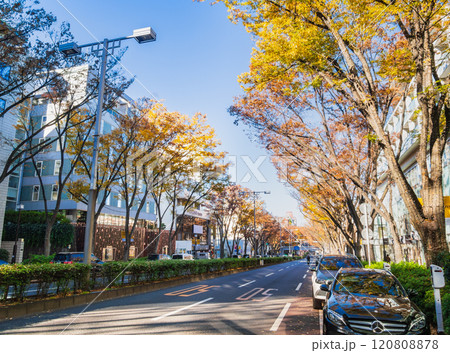 秋の原宿表参道 120808878