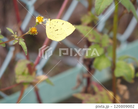 黄色の蝶 黄色の蝶 120809002