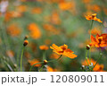キバナコスモス 120809011