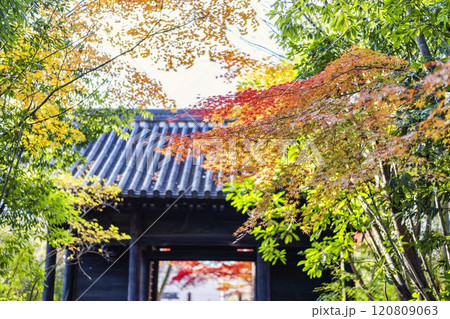 晩秋の日本庭園　紅葉　（もみじ） 120809063