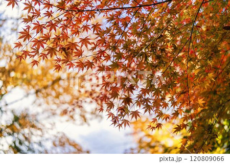 晩秋の日本庭園 紅葉 (もみじ) 晩秋の日本庭園 紅葉 (もみじ) 120809066