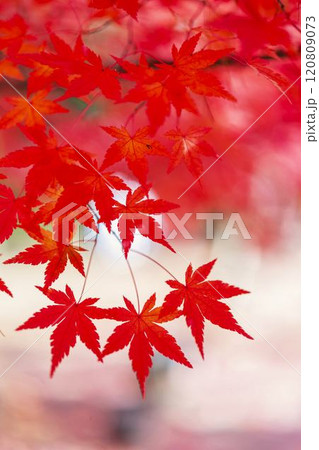 晩秋の日本庭園 紅葉 (もみじ) 晩秋の日本庭園 紅葉 (もみじ) 120809073